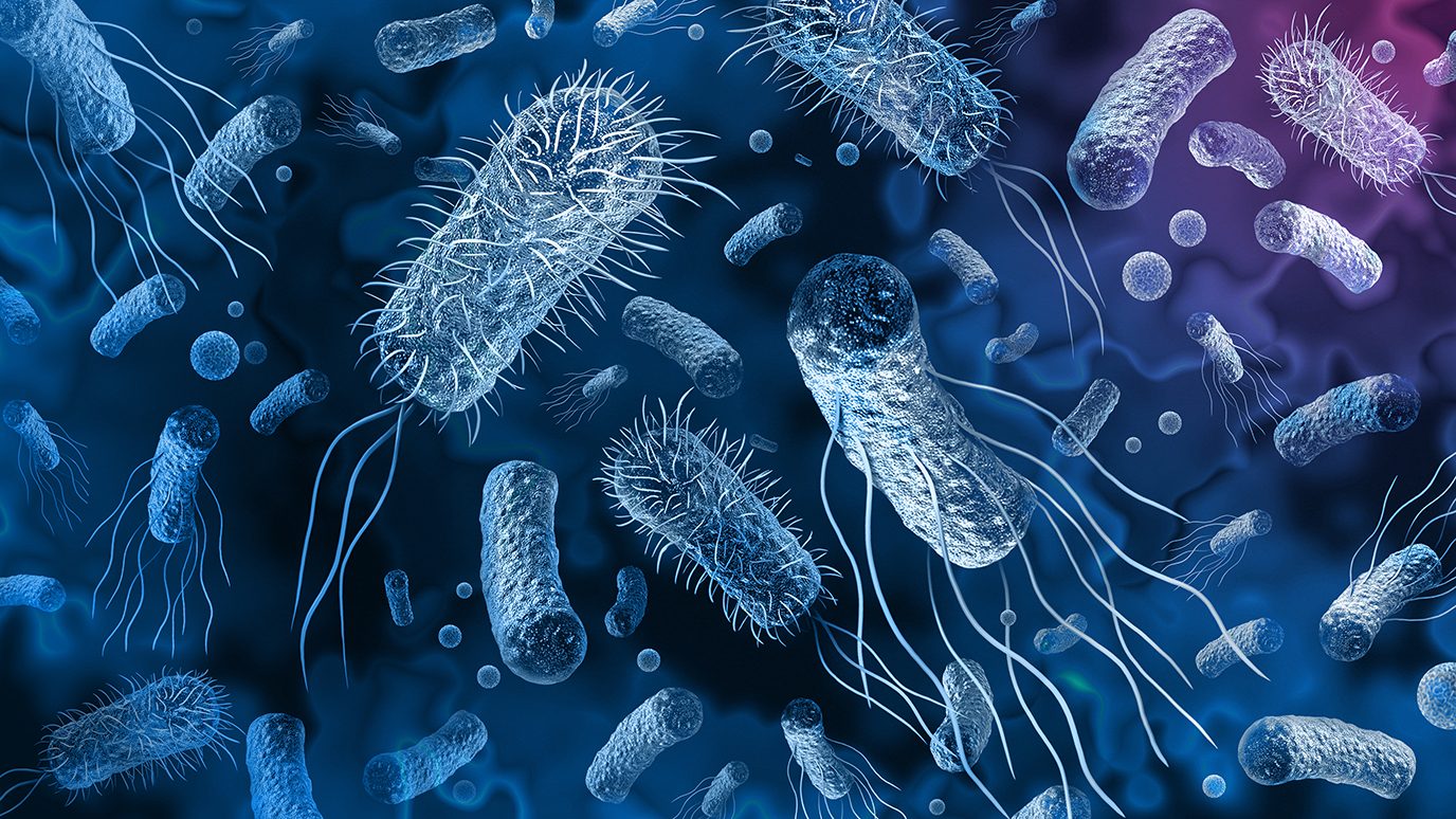 Representative image of bacteria