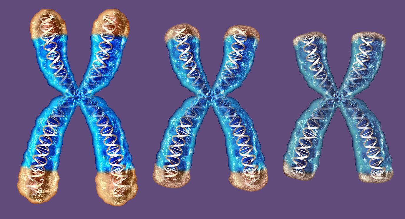 Image of telomeres on chromosomes shortening due to age