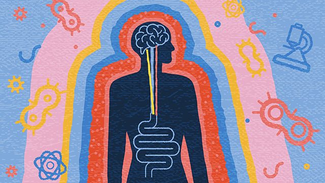 Conceptual drawing of connection between the gut and brain