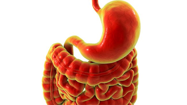 Illustration of a human stomach and intestines shown in red