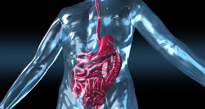 Close-up image of the digestive system