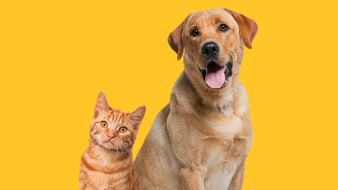 Cat and dog