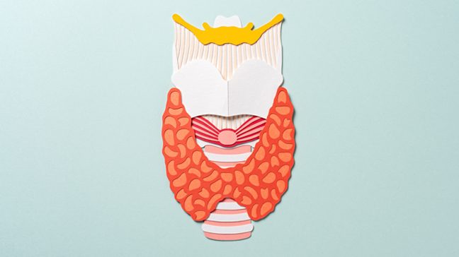 An illustration of a thyroid gland in the throat.