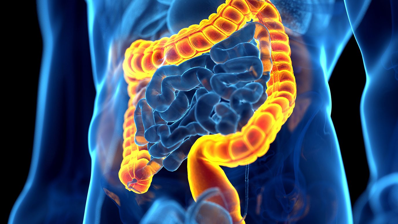 Graphic of the colon