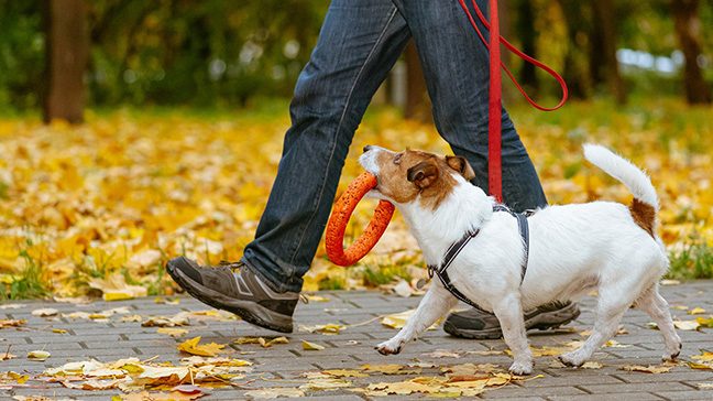 Man walks alongside a brown and white dog holding an orange toy.