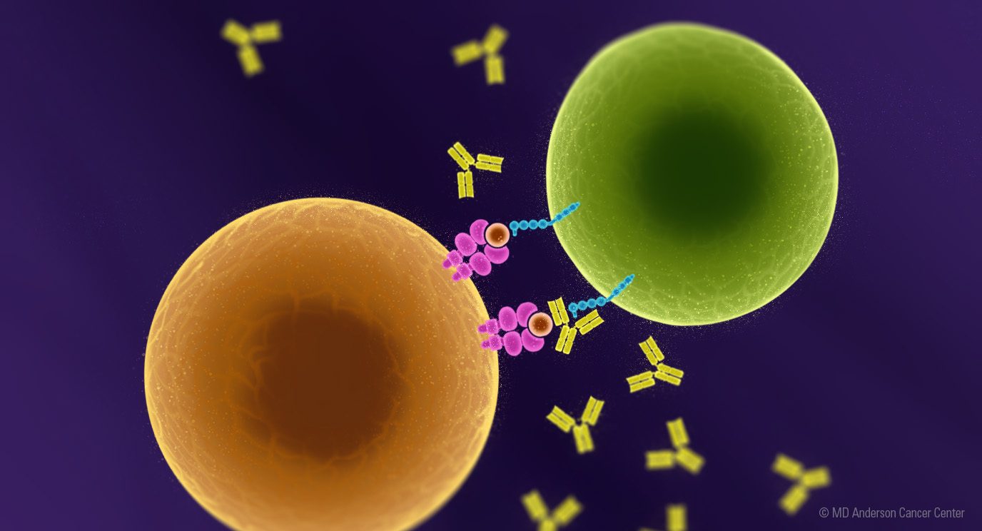 Illustration of a tumor cell and a T cell and depictions of relatimab and nivolumab breaking the bond. 