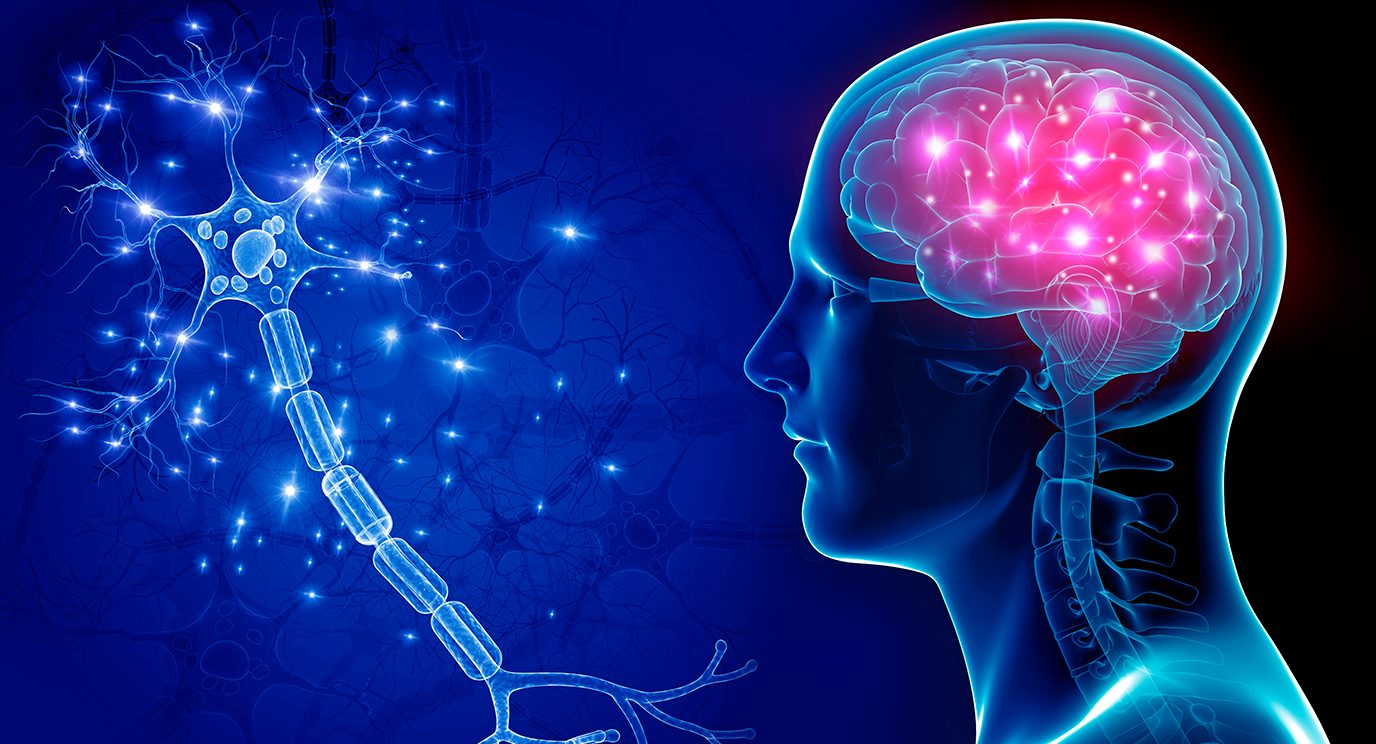 Graphic of a brain and spinal cord